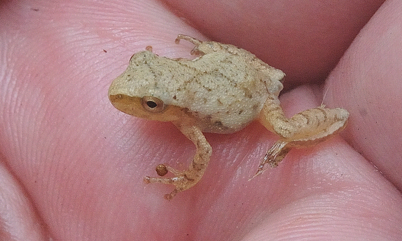 This is a very small spring peeper I found not too far from a wetland. Spring peepers are more often heard than seen, as their small size and ability to hide make them hard to spot. The last part of their scientific name—crucifer, or cross—is named for the “X” mark on its back. It is faintly visible on this individual. During the peak of their spring courtship, there could be thousands of frogs calling.
